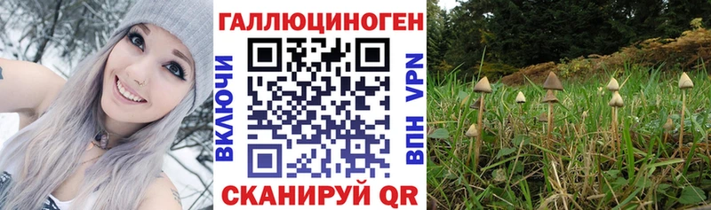 Купить где  Почеп  Псилоцибиновые грибы ЛСД 